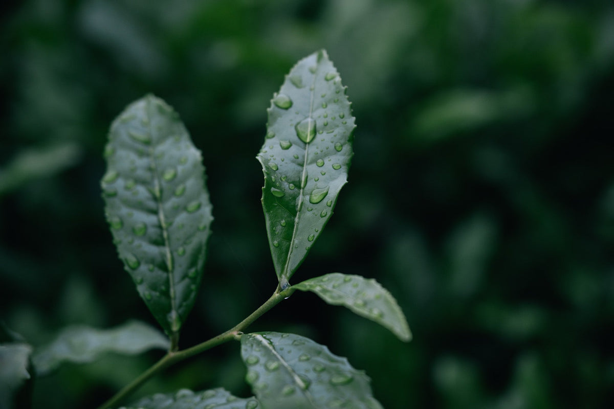 Tea plant