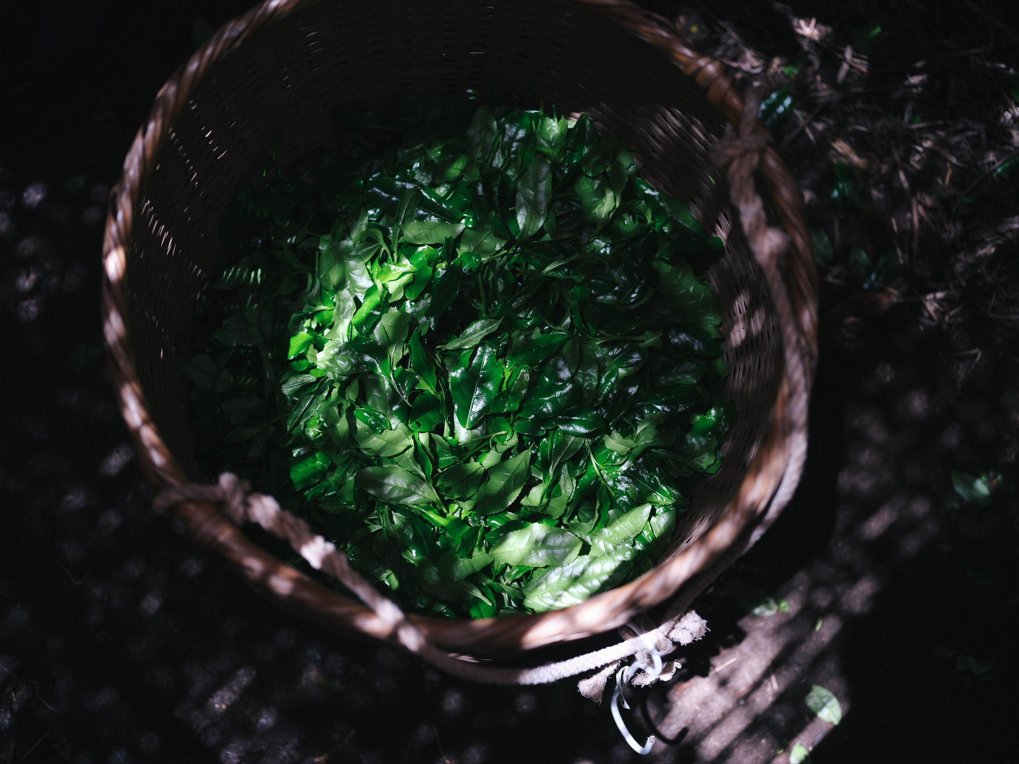 Matcha harvest in Hoshinomura