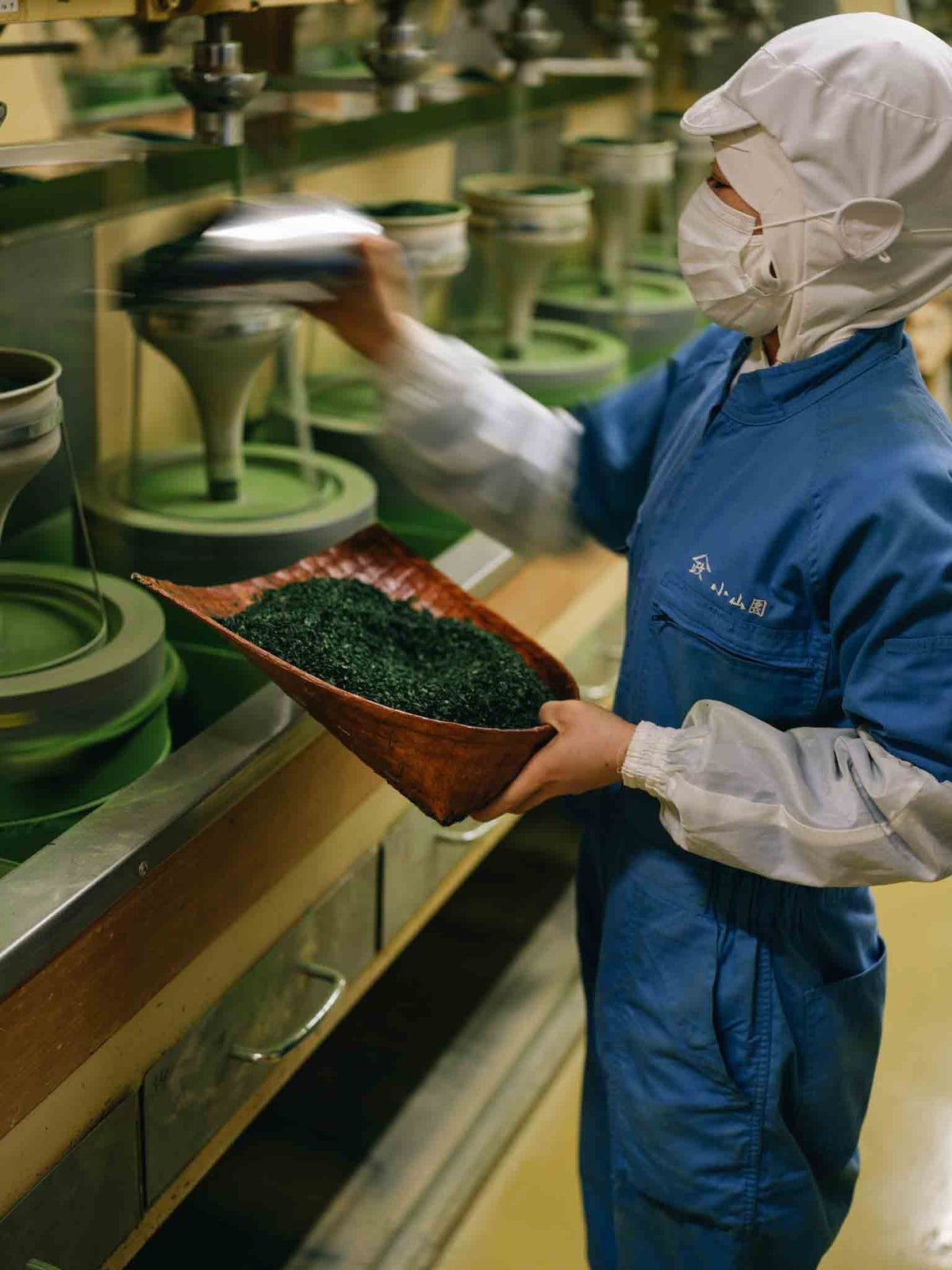 Matcha harvest in Hoshinomura