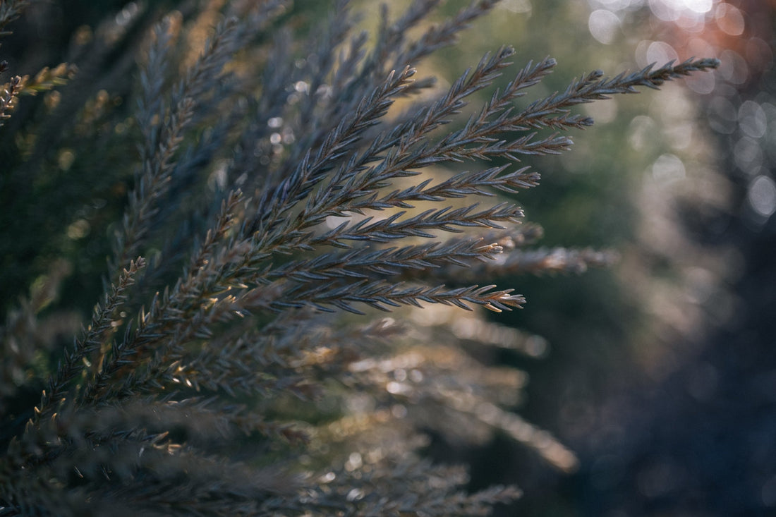 New Year, New Ritual