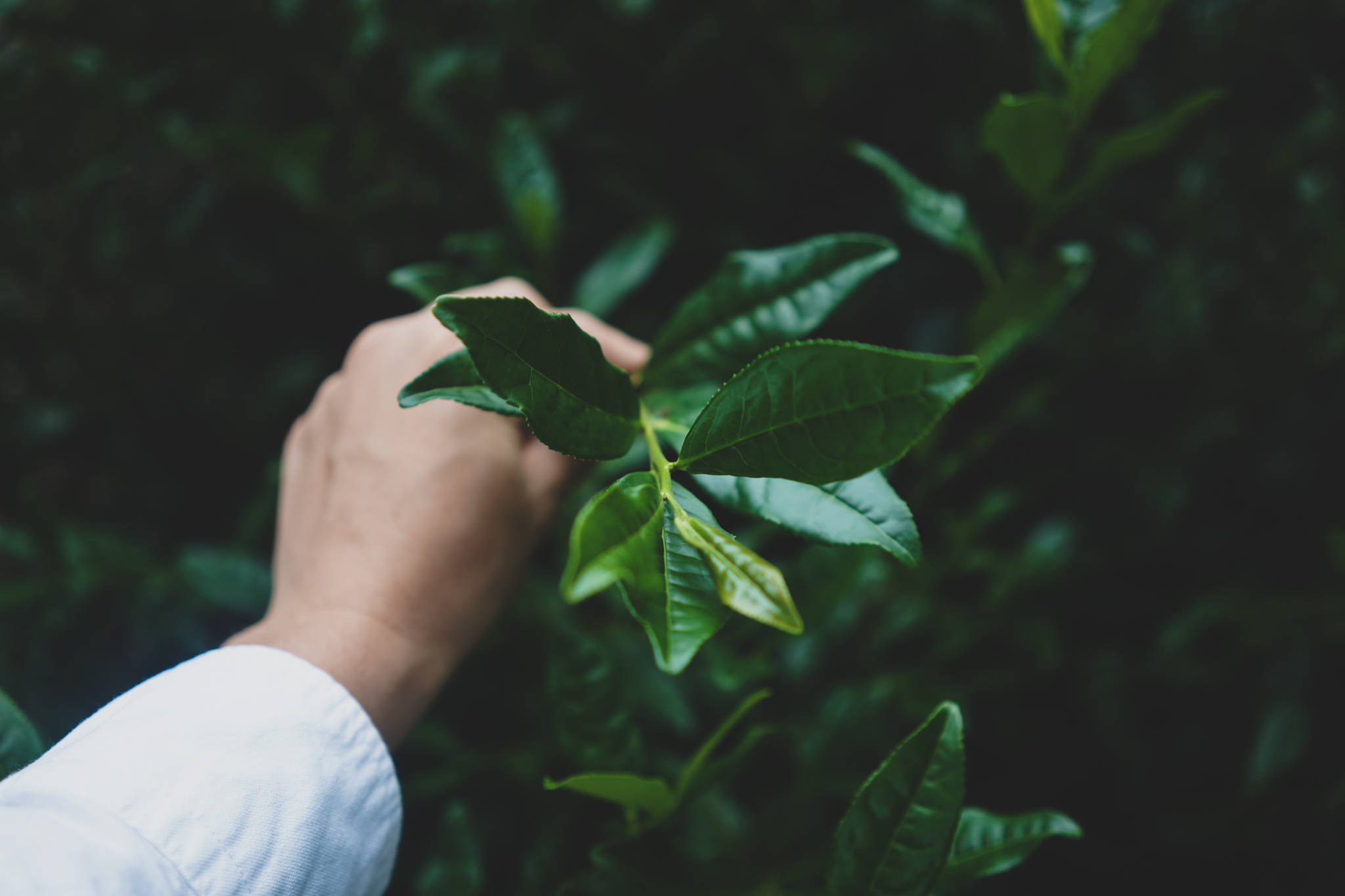 Does green tea have caffeine?