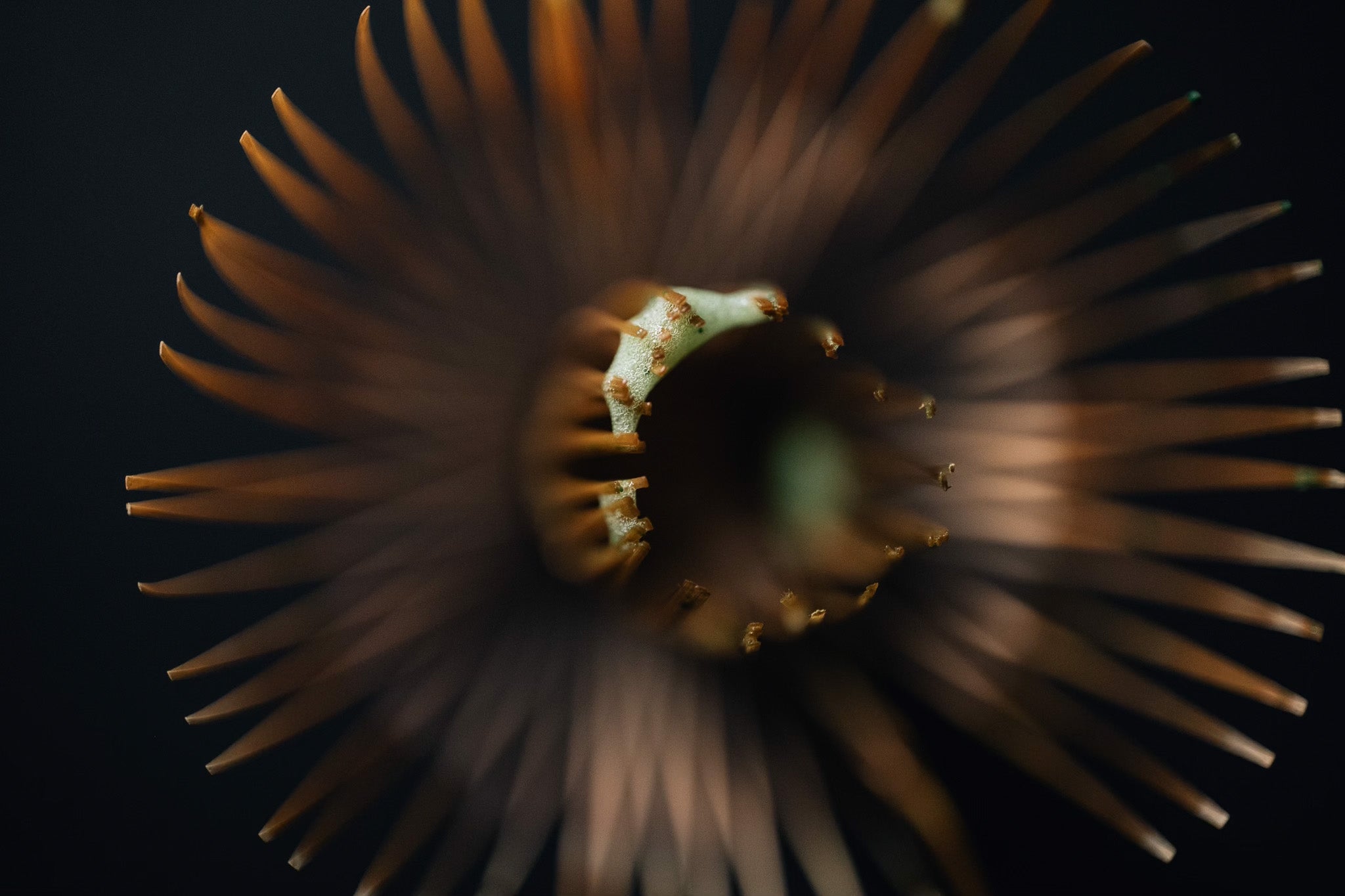 Wholesale Retail Tea and Wares