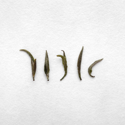 Tsuguto Hattori Hand Picked Silver Needle Tea