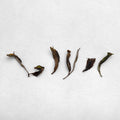 Tsuguto Hattori Hand Picked White Tea