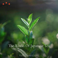 Class | The World of Japanese Tea