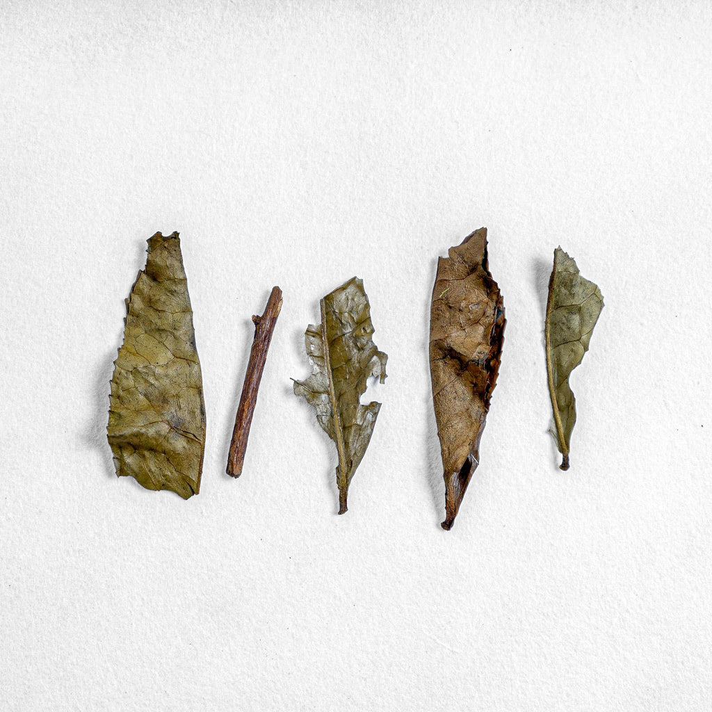 Iribancha Houjicha